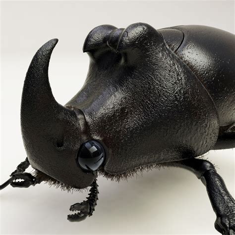 max rhinoceros beetle