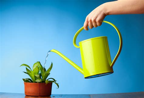 Watering Plants- An Insight