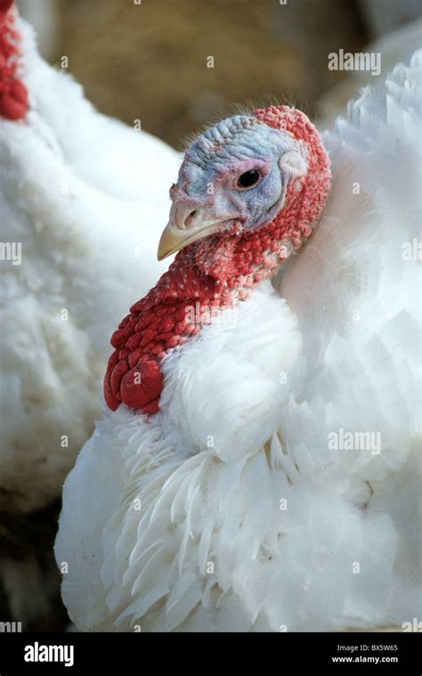 Turkey, tom, portrait, displaying bright red waddle Stock Photo - Alamy
