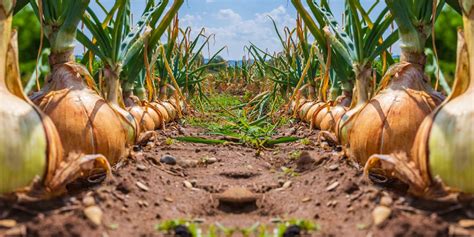 Harvesting And Storing Onions - Keep Them In The Ground Until Maturity With These Tips ...