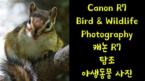 Canon EOS R7 Birding Wildlife photography / 캐논 R7 탐조, 야생동물 RF 800mm f11 ...