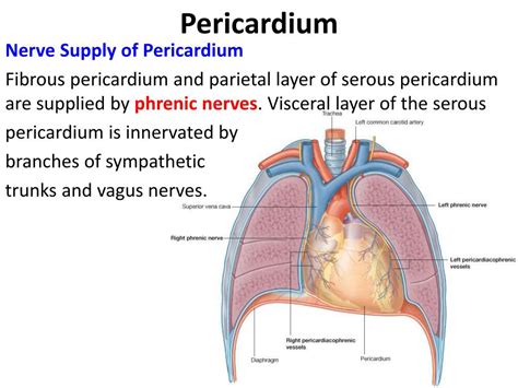 PPT - Pericardium & Heart PowerPoint Presentation, free download - ID ...