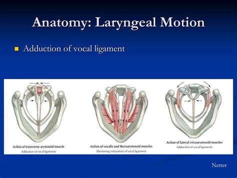 PPT - Spasmodic Dysphonia Evaluation and Management PowerPoint Presentation - ID:181837