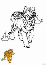 White Tiger Coloring Page In PDF  Download Templatenet sketch template