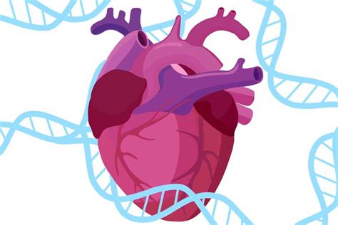 International research study finds new genetic links to heart disease