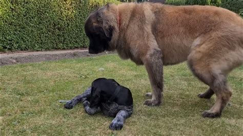 A POINTER PUPPY PLAYING WITH A LEONBERGER DOG - YouTube