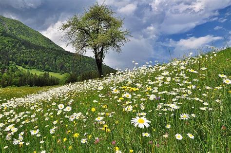 Nature Landscape Meadow - Free photo on Pixabay | Nature images ...