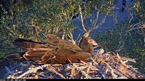 Turkey Vulture Explores Savannah Nest - Nov. 8, 2016 - YouTube