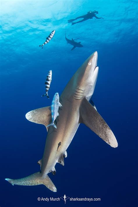 Oceanic Whitetip Shark - Carcharhinus longimanus