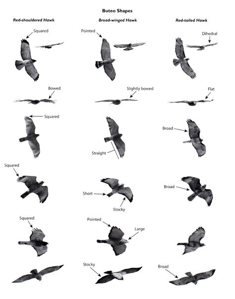 Review: Hawks from Every Angle: How to Identify Raptors In Flight