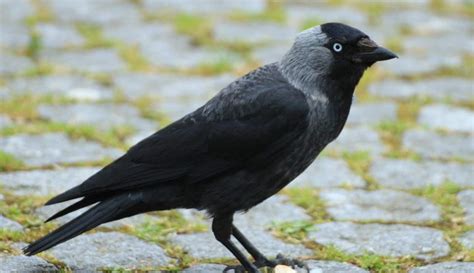 The Jackdaw Might Just Steal Your Heart | Coffee and Creatures