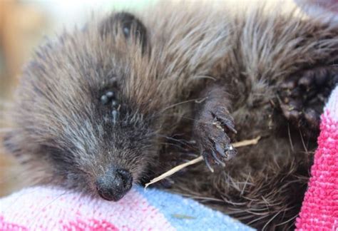 Poorly, thin hedgehog - Pet Samaritans