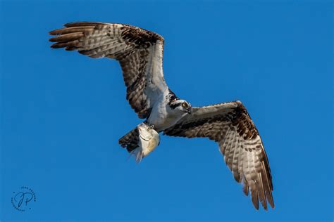 Osprey and Fish | Vancouver Island, British Columbia, Canada | Jens ...