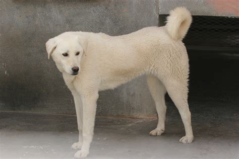 Akbash Dog Info, Temperament, Training, Facts, Puppies, Pictures