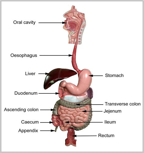 anatomy of the gi tract - Graph Diagram