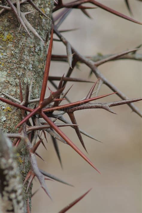 Honey Locust Tree Thorns stock image. Image of twig, flora - 37497795