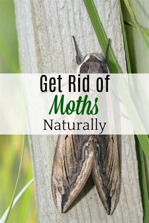 Skip the moth balls and protect your home from moths naturally. #pests #natural | Get rid of ...