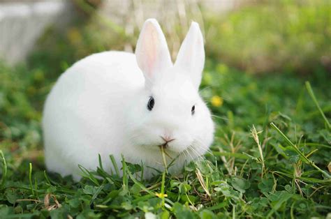 43 Rabbit Breeds to Keep as Pets