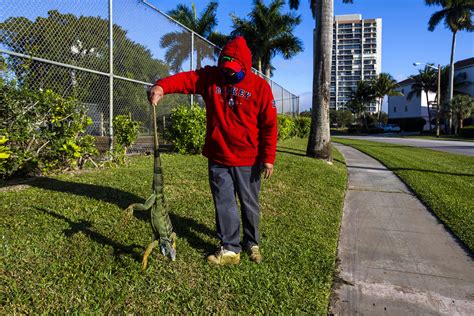 Cold-stunned iguanas falling from trees in Florida