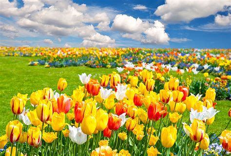 Tulip Fields Wallpapers - Top Free Tulip Fields Backgrounds - WallpaperAccess