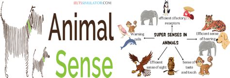 IELTS LISTENING - ANIMAL SENSE S55T4