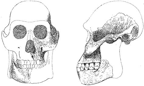 Broom's 27 reconstruction of the frontal and lateral view of the skull ...