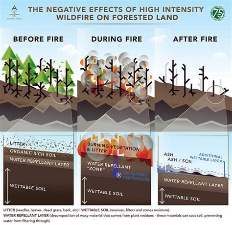 Western Water Threatened by Wildfire | USDA