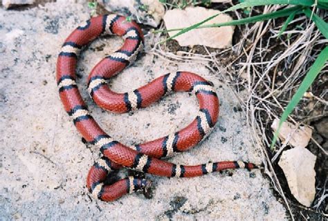 kingsnake.com photo gallery > Milk Snakes > Missouri red milk snake