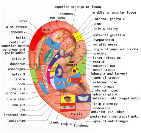 Neuro-Auricoloterapia: l'intero organismo in un orecchio. - S.I.M.O.H.