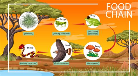 Food chain diagram concept on forest background 2149409 Vector Art at Vecteezy