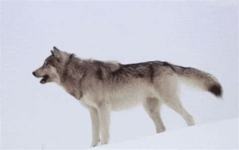 Wolf Howling GIF - Find & Share on GIPHY