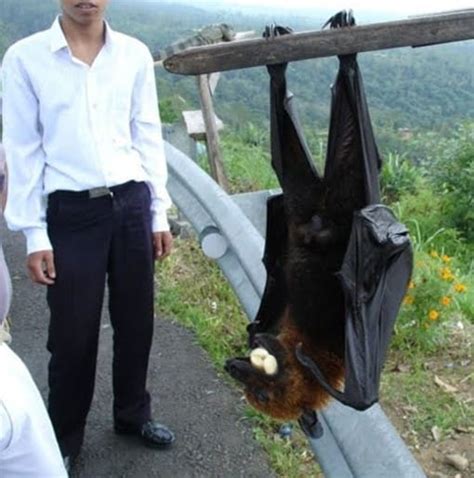 Giant Flying Fox Bat Wingspan