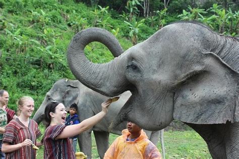 elephant sanctuary in phuket thailand – Cebuana Adventures