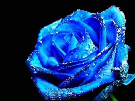 Blue Roses wallpaper | 1024x768 | #66290