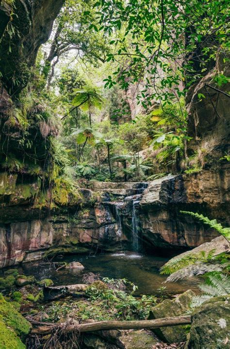 Carnarvon Gorge | The complete guide to Carnarvon Gorge National Park ...