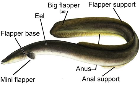 Eel Diagram : r/EelMemes