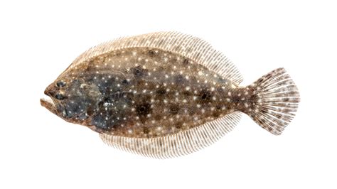 Sand Flounder (Family Paralichthyidae) Diversity in North Carolina ...