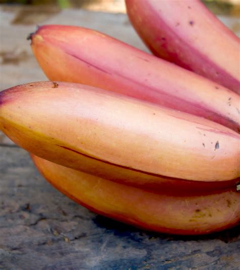 15 Amazing Health Benefits Of Red Banana