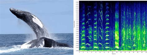 Sounds in the Ocean | NOAA Fisheries