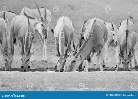 Eland Herd stock photo. Image of large, africa, mammals - 138743430