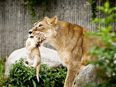 Why Do European Zoos Kill Healthy Animals? : 13.7: Cosmos And Culture : NPR