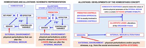 Schematic representation of the concepts of homeostasis and allostasis.... | Download Scientific ...