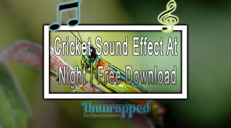 Cricket Sound Effect At Night｜Free Download