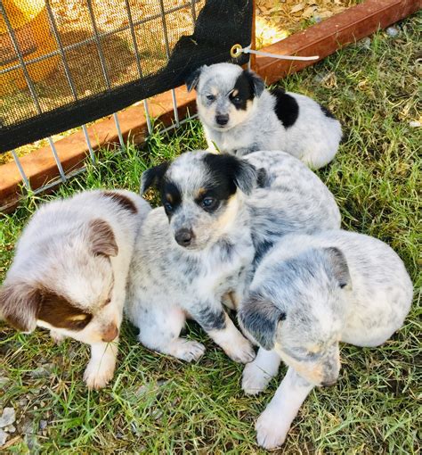 Blue Heeler/Australian Shepherd Mix Puppies