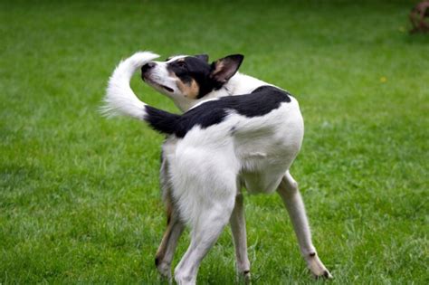 5 Weirdest Dog Behaviors You Should Know - The Frisky