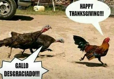 LLEGO EL PAVO!!! JAJAJAAA Happy Thanksgiving | Funny spanish memes, Happy thanksgiving memes ...