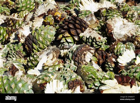 Agave plants harvested for Mezcal production, mezcal factory, Mexico, North America Stock Photo ...