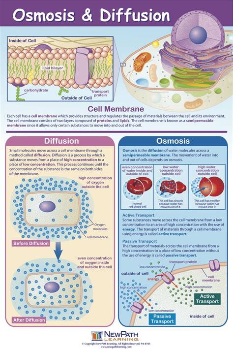 Diffusion and Osmosis | Mastering Biology Quiz