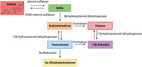 Dehydroepiandrosterone Sulfate and Colorectal Cancer Risk: A Mendelian ...
