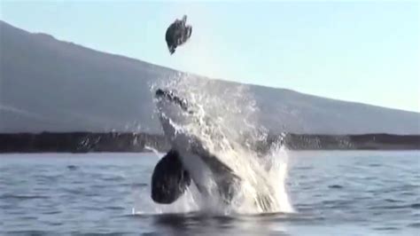 Watch killer whale toss sea turtle in the air | Fox News